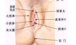 女人阴毛视频,阴毛的奥秘与护理